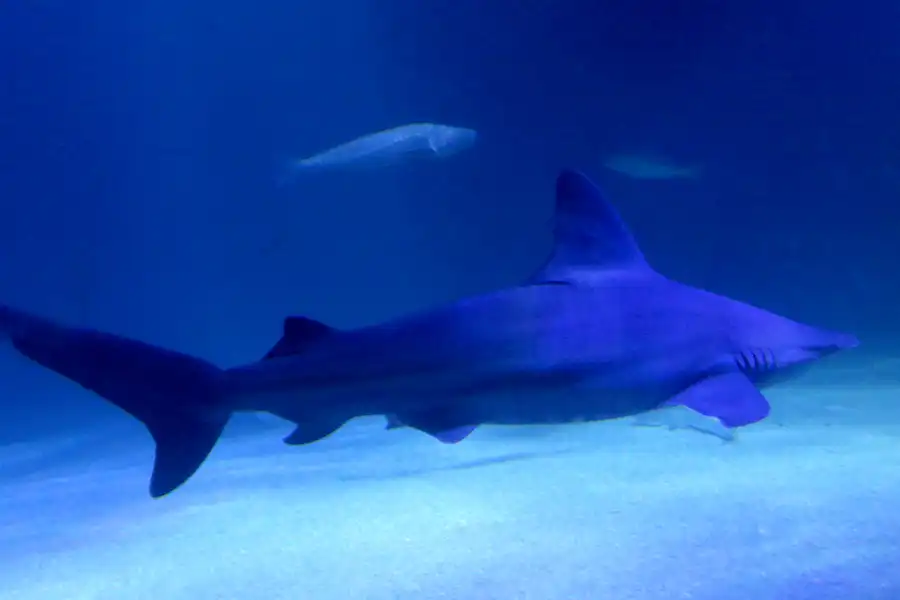 088 | 2020 | Valencia | Ciutat de les Arts i les Ciències – L&rsquo; oceanogràfic | © carsten riede fotografie