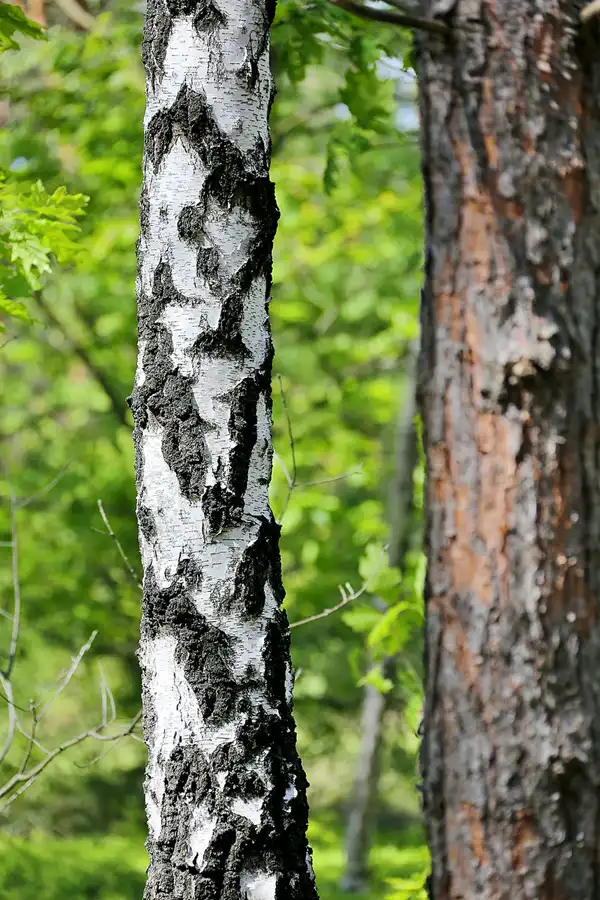 079 | 2020 | Muskauer Heide | © carsten riede fotografie