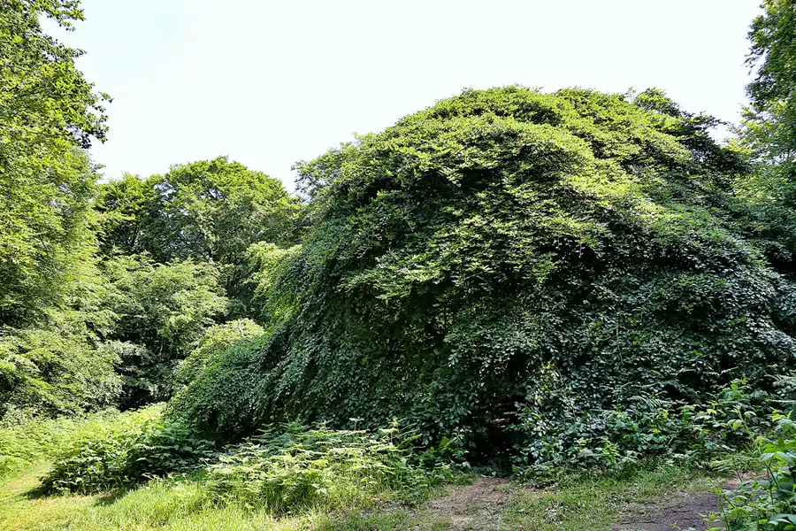 093 | 2020 | Lietzow | Waldpark Semper – Hexenwald und Krüppelbuchen | © carsten riede fotografie