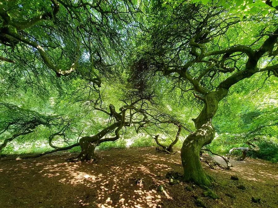 094 | 2020 | Lietzow | Waldpark Semper – Hexenwald und Krüppelbuchen | © carsten riede fotografie