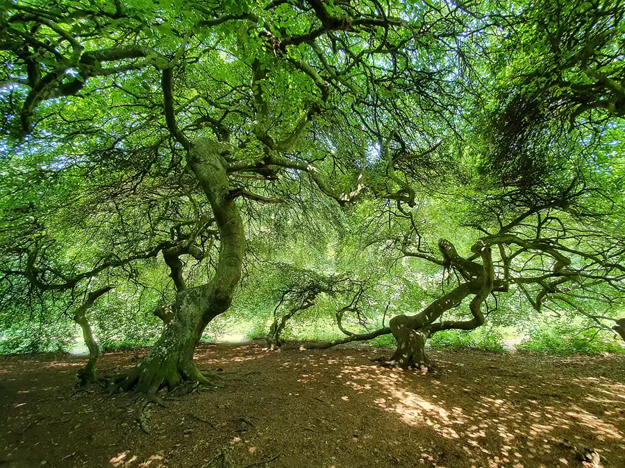 095 | 2020 | Lietzow | Waldpark Semper – Hexenwald und Krüppelbuchen | © carsten riede fotografie