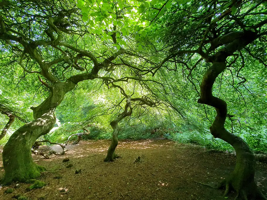096 | 2020 | Lietzow | Waldpark Semper – Hexenwald und Krüppelbuchen | © carsten riede fotografie