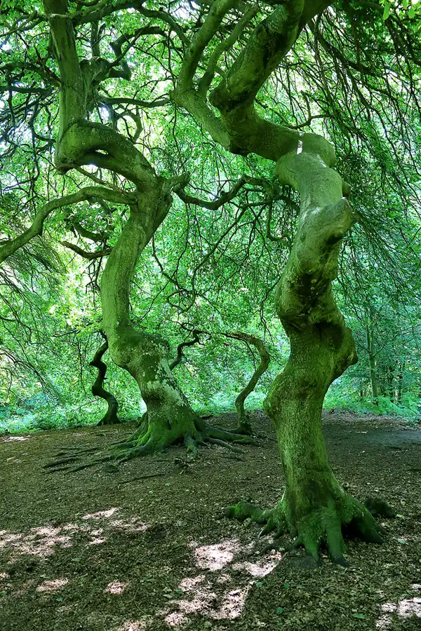 097 | 2020 | Lietzow | Waldpark Semper – Hexenwald und Krüppelbuchen | © carsten riede fotografie