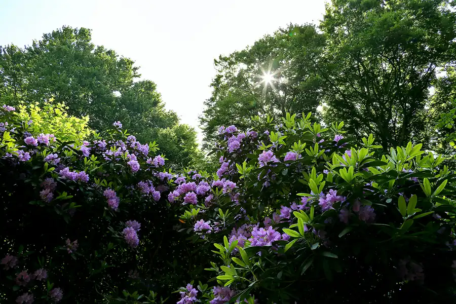 101 | 2020 | Lietzow | Waldpark Semper – Rhododendron-Allee | © carsten riede fotografie