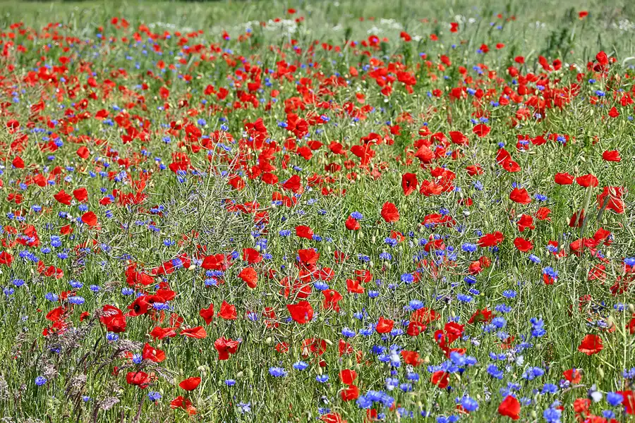 110 | 2020 | Gross Banzelvitz | © carsten riede fotografie