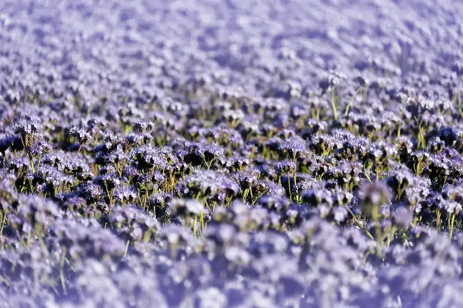 169 | 2020 | Trent | © carsten riede fotografie