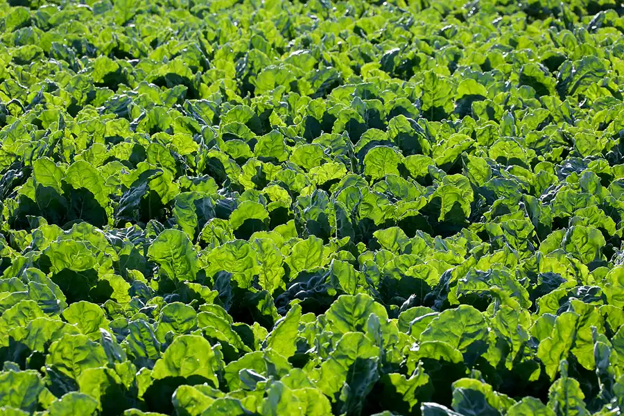 170 | 2020 | Trent | © carsten riede fotografie