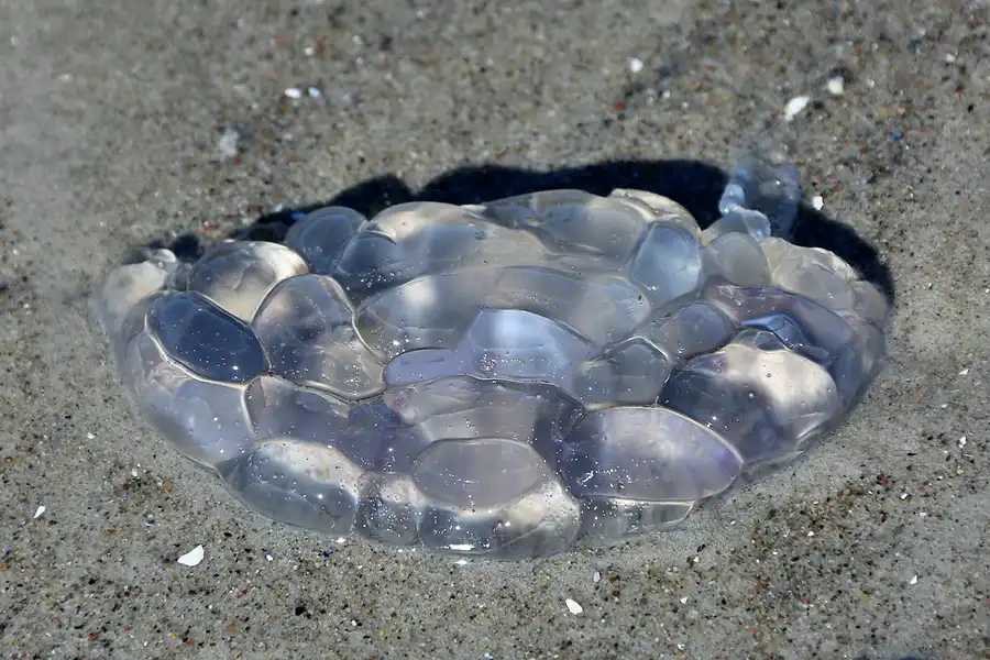 181 | 2020 | Hiddensee | © carsten riede fotografie