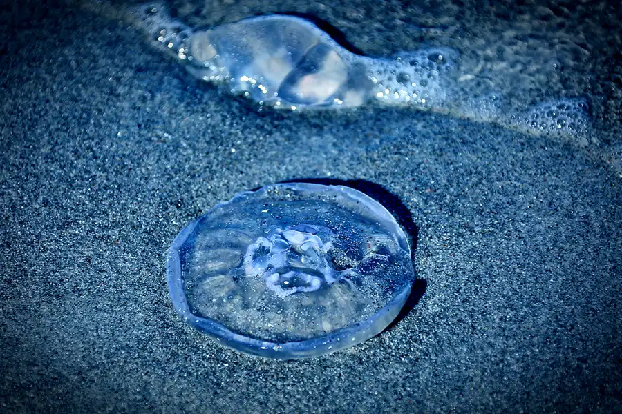 183 | 2020 | Hiddensee | © carsten riede fotografie