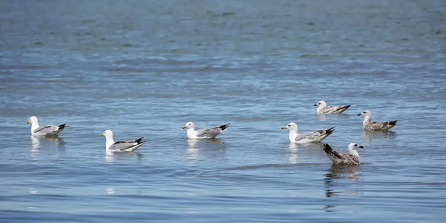 195 | 2020 | Hiddensee | © carsten riede fotografie