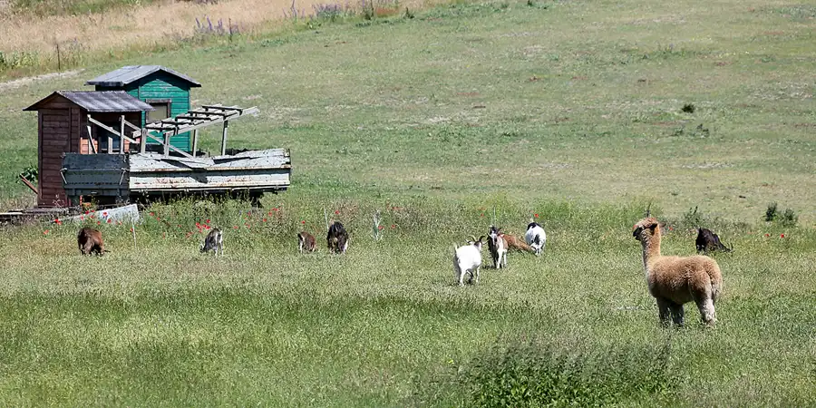 205 | 2020 | Hiddensee | © carsten riede fotografie