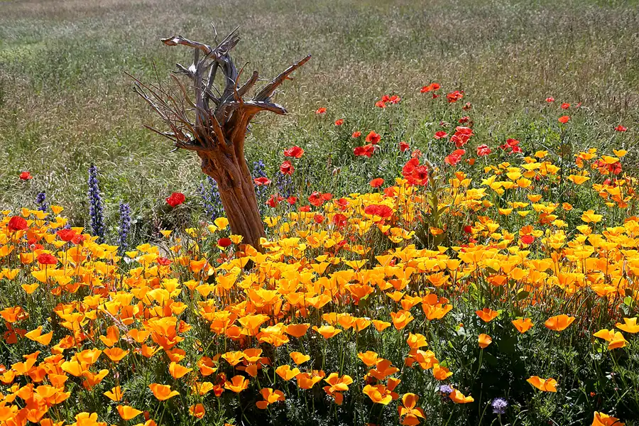 206 | 2020 | Hiddensee | © carsten riede fotografie