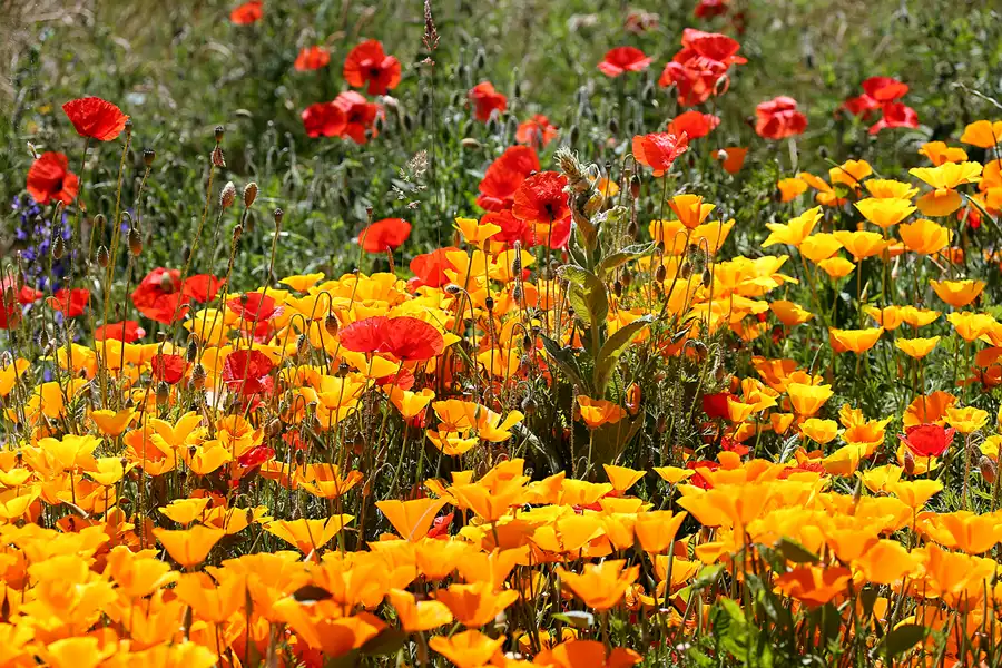 207 | 2020 | Hiddensee | © carsten riede fotografie