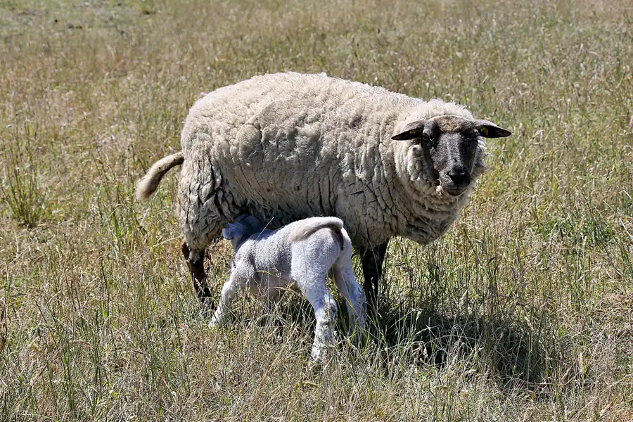 210 | 2020 | Hiddensee | © carsten riede fotografie