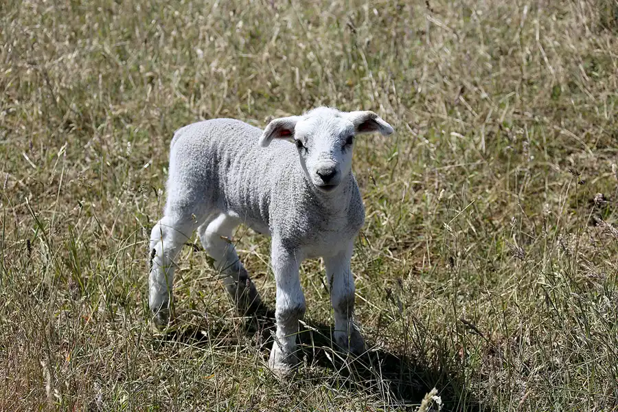 211 | 2020 | Hiddensee | © carsten riede fotografie