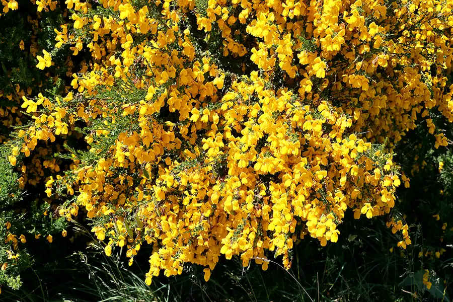 218 | 2020 | Hiddensee | © carsten riede fotografie