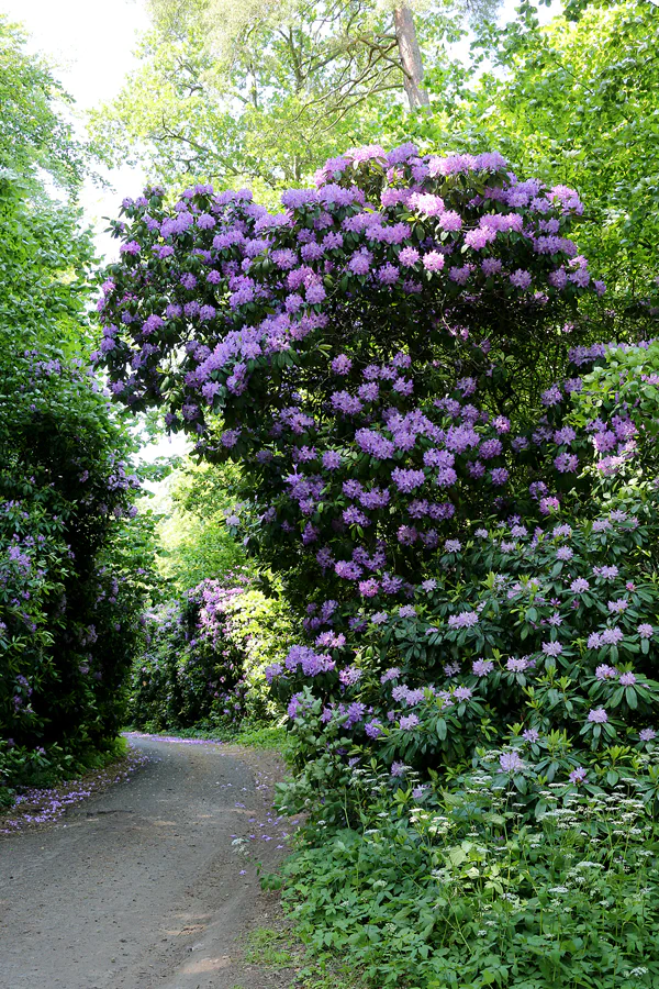 098 | 2020 | Lietzow | Waldpark Semper – Rhododendron-Allee | © carsten riede fotografie