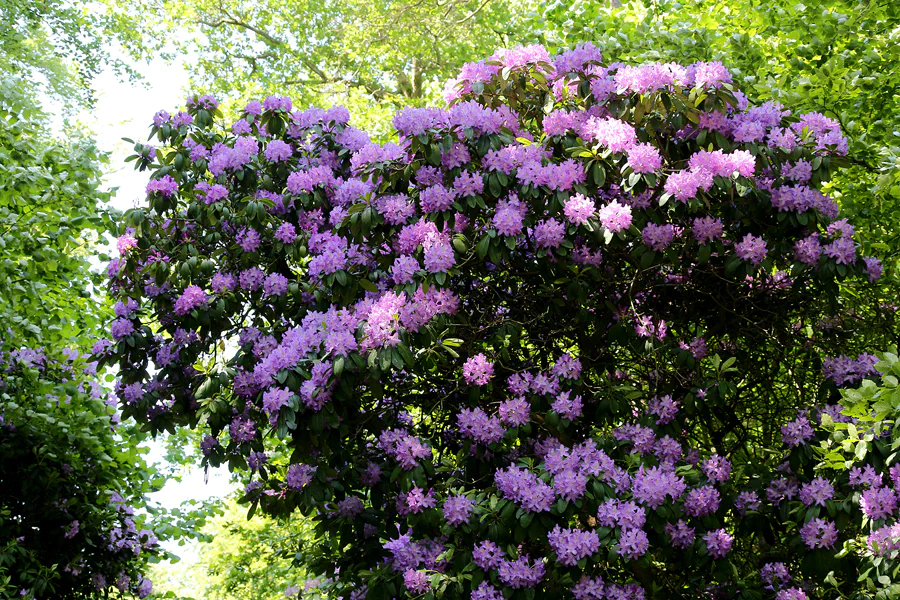 099 | 2020 | Lietzow | Waldpark Semper – Rhododendron-Allee | © carsten riede fotografie