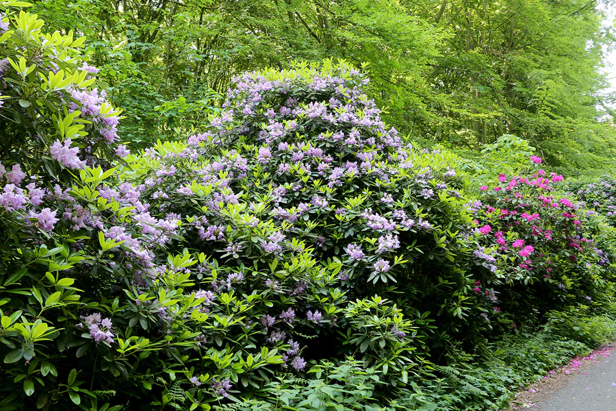100 | 2020 | Lietzow | Waldpark Semper – Rhododendron-Allee | © carsten riede fotografie
