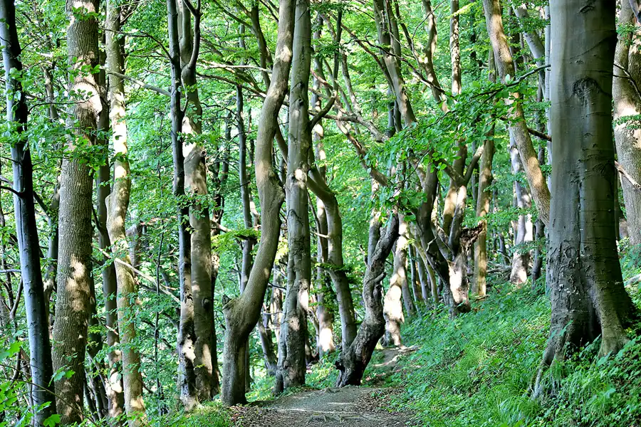 008 | 2020 | Lohme | Hochuferweg | © carsten riede fotografie