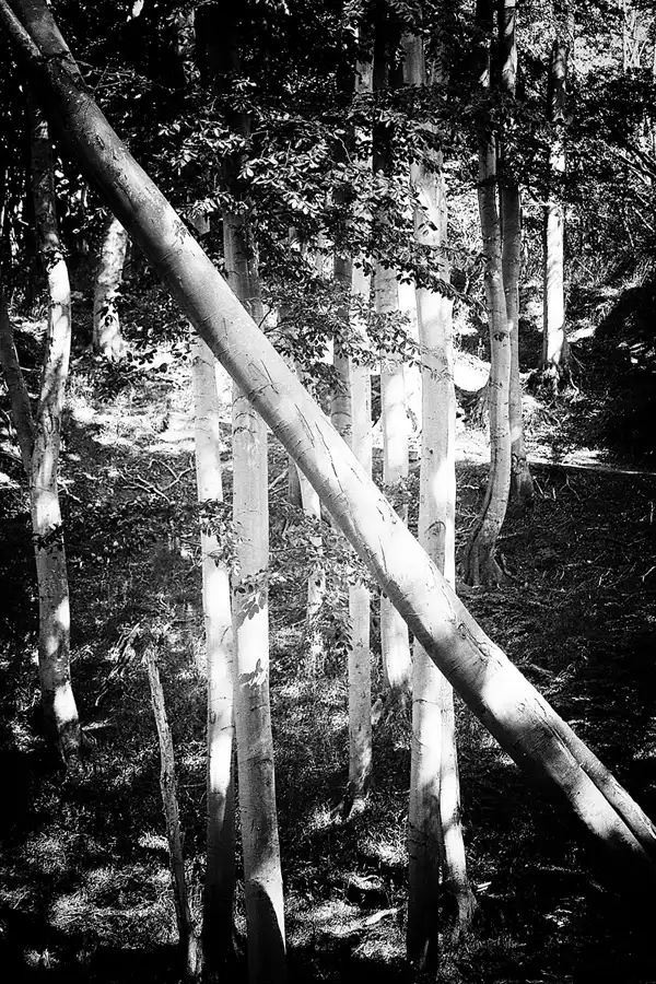 009 | 2020 | Lohme | Hochuferweg | © carsten riede fotografie