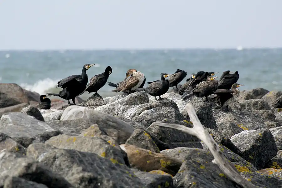 066 | 2020 | Lohme | © carsten riede fotografie