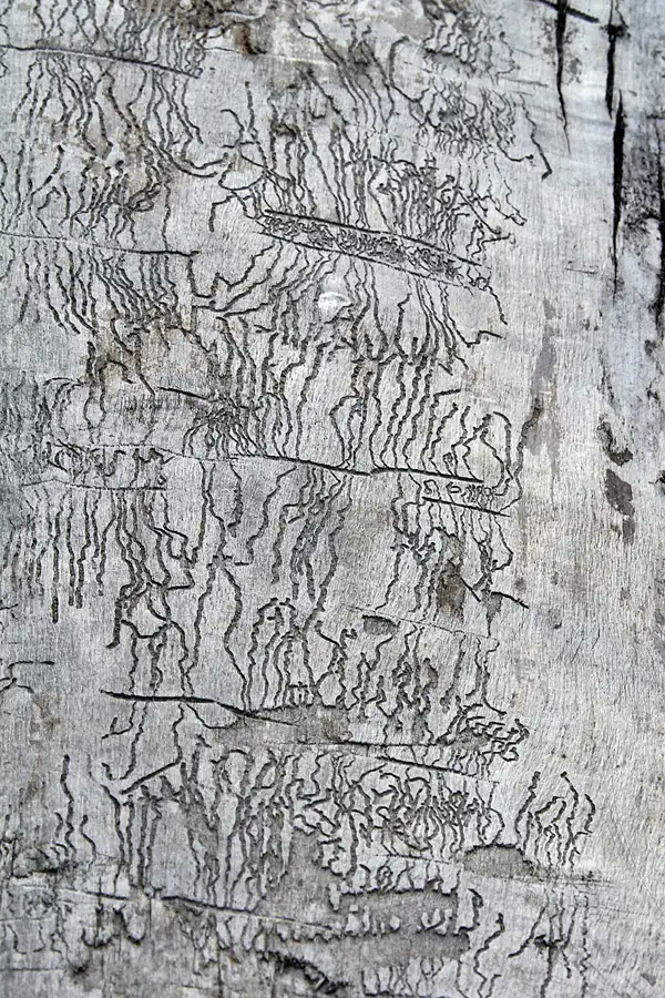 090 | 2020 | Lohme | © carsten riede fotografie