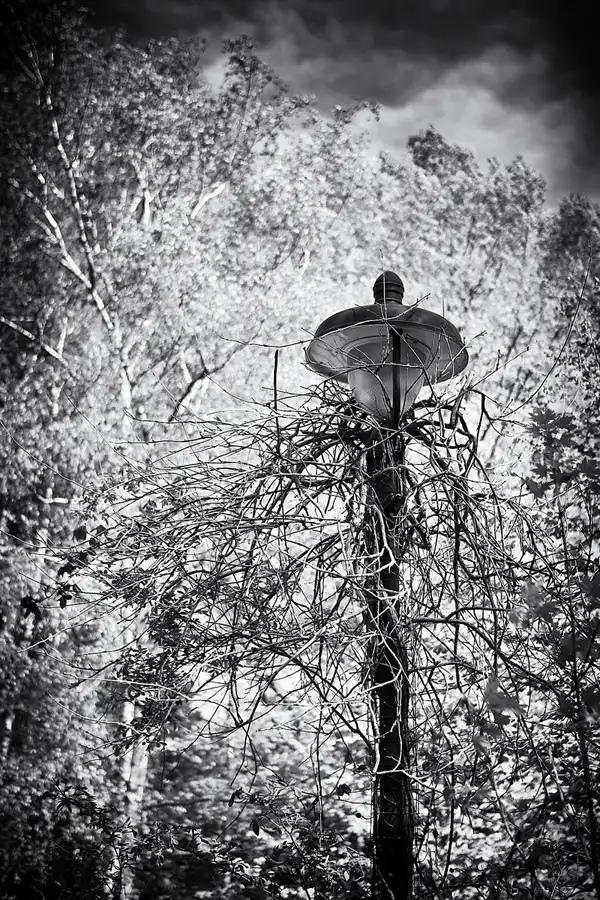 050 | 2021 | Berlin | Friedhof Steglitz | © carsten riede fotografie