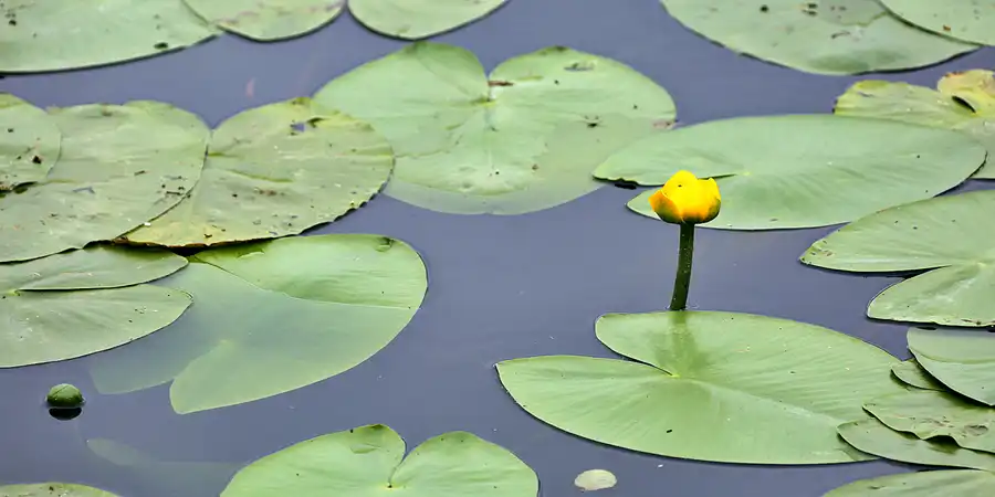 060 | 2021 | Fürstenberg | © carsten riede fotografie