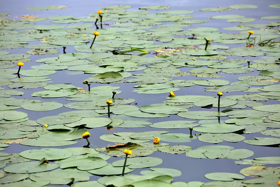 061 | 2021 | Fürstenberg | © carsten riede fotografie