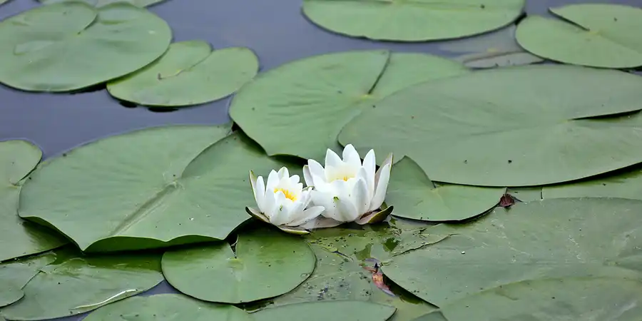 062 | 2021 | Fürstenberg | © carsten riede fotografie
