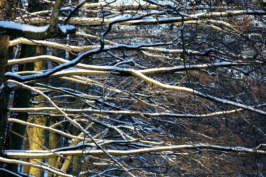 002 | 2021 | Berlin | Obersee-Orankesee-Park | © carsten riede fotografie