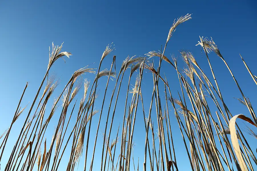 009 | 2021 | Berlin | Obersee-Orankesee-Park | © carsten riede fotografie