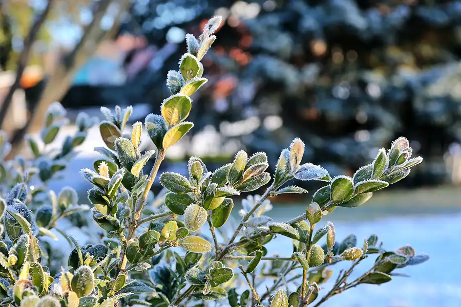 011 | 2021 | Berlin | Obersee-Orankesee-Park | © carsten riede fotografie