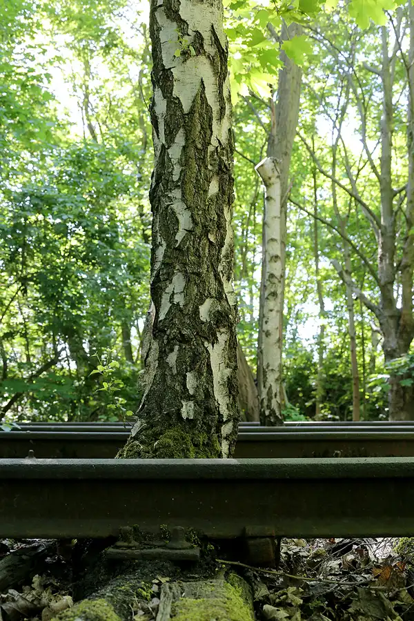 049 | 2021 | Berlin | Natur-Park Schöneberger Südgelände – ehemaliger Rangierbahnhof Tempelhof | © carsten riede fotografie