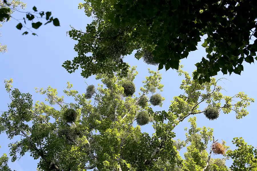 052 | 2021 | Berlin | Natur-Park Schöneberger Südgelände – ehemaliger Rangierbahnhof Tempelhof | © carsten riede fotografie