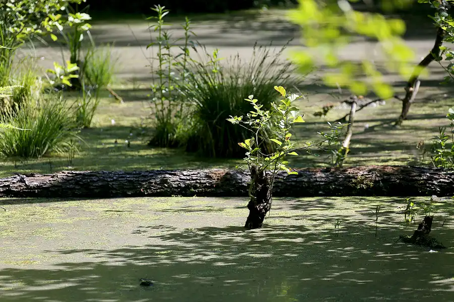068 | 2021 | Stubbenkammer | Rund um den Herthasee | © carsten riede fotografie