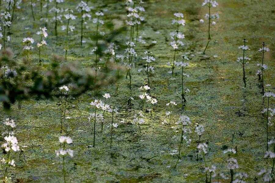 069 | 2021 | Stubbenkammer | Rund um den Herthasee | © carsten riede fotografie