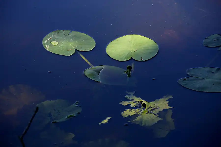 072 | 2021 | Stubbenkammer | Rund um den Herthasee | © carsten riede fotografie