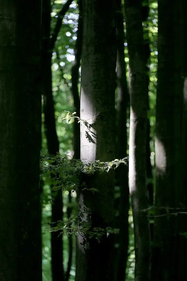 074 | 2021 | Stubbenkammer | Rund um den Herthasee | © carsten riede fotografie