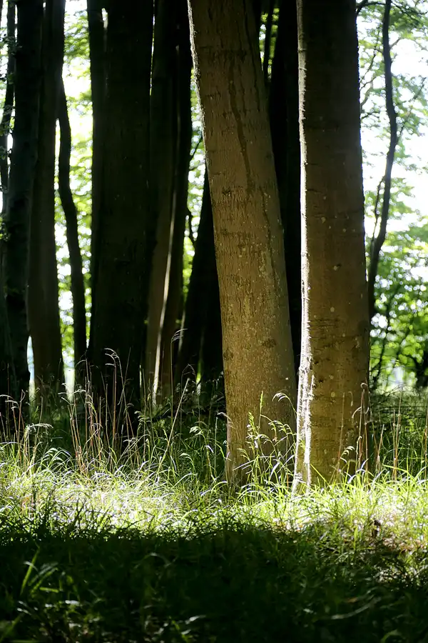 076 | 2021 | Lohme – Königsstuhl | Hochuferweg | © carsten riede fotografie