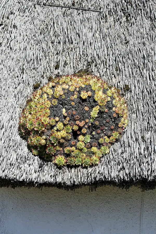 079 | 2021 | Klein Zicker | © carsten riede fotografie