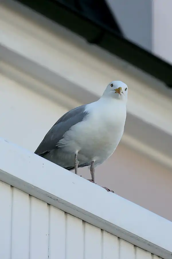 152 | 2021 | Binz | © carsten riede fotografie