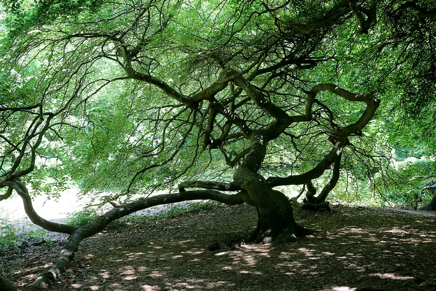 159 | 2021 | Lietzow | Waldpark Semper – Hexenwald und Krüppelbuchen | © carsten riede fotografie