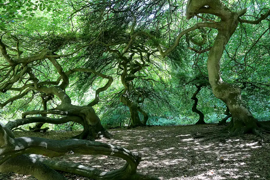 160 | 2021 | Lietzow | Waldpark Semper – Hexenwald und Krüppelbuchen | © carsten riede fotografie