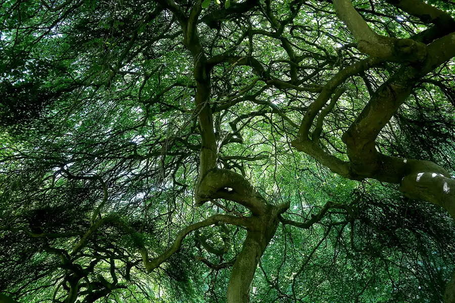 161 | 2021 | Lietzow | Waldpark Semper – Hexenwald und Krüppelbuchen | © carsten riede fotografie