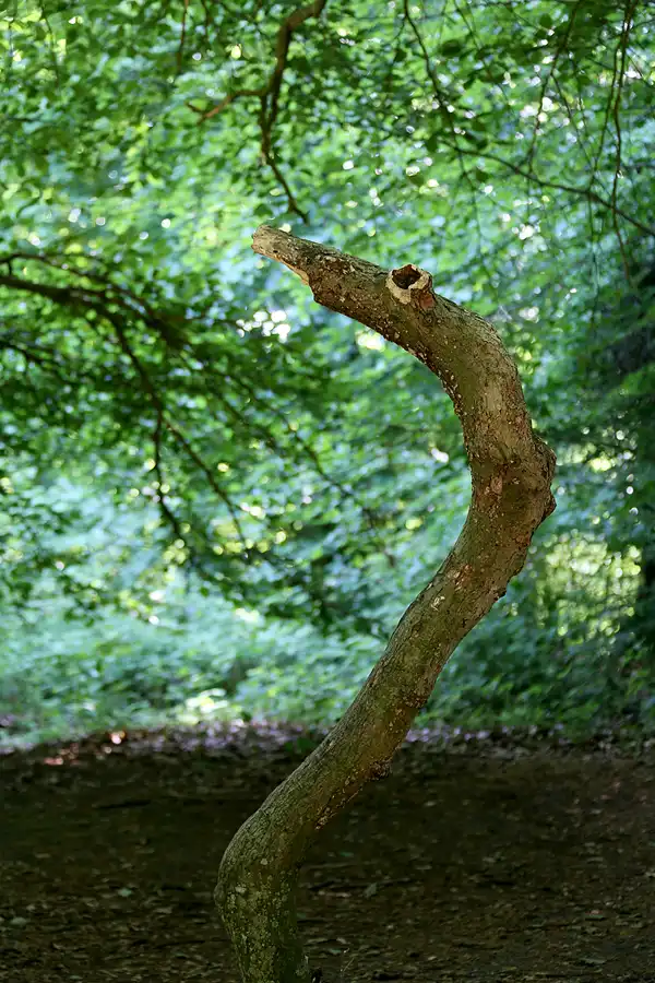 162 | 2021 | Lietzow | Waldpark Semper – Hexenwald und Krüppelbuchen | © carsten riede fotografie