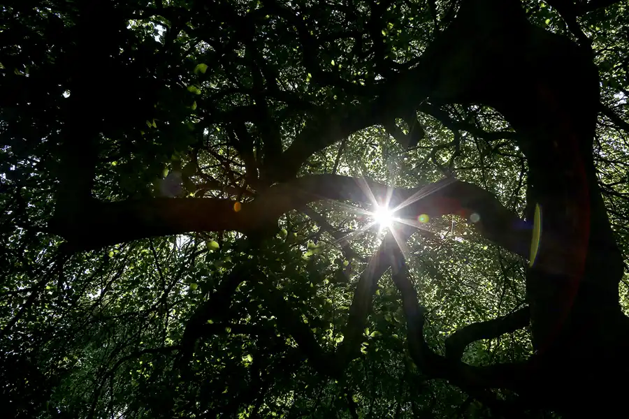 163 | 2021 | Lietzow | Waldpark Semper – Hexenwald und Krüppelbuchen | © carsten riede fotografie