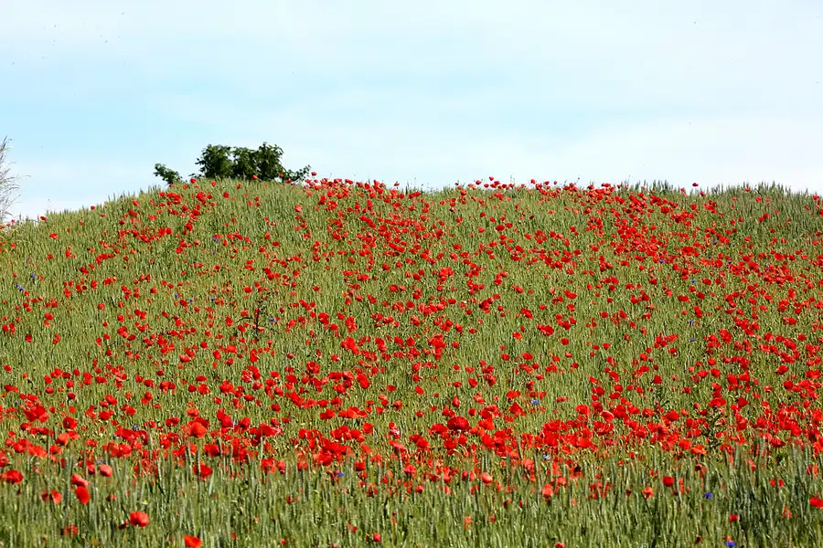 166 | 2021 | Bobbin | © carsten riede fotografie