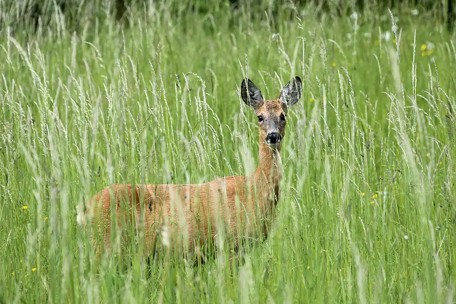 191 | 2021 | Gummanz | © carsten riede fotografie